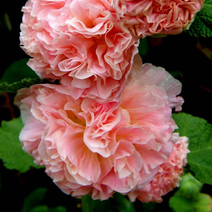 Bouquet Double Hollyhock plant