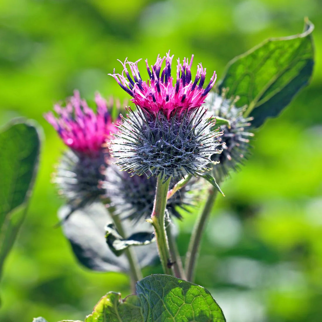 Arctium Lappa flower seeds