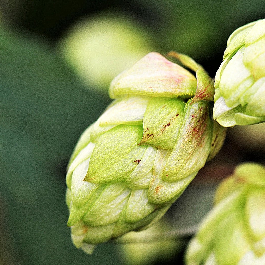 Green Hop flower seeds