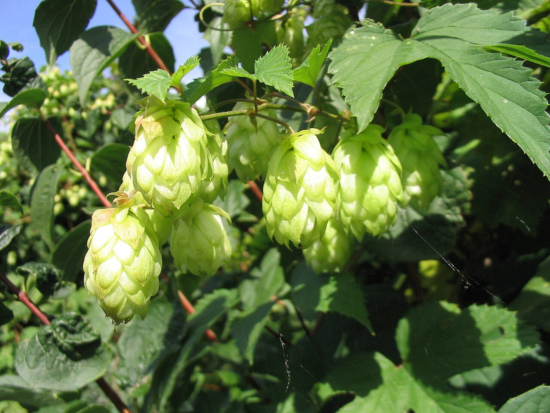 Army Green flower seeds