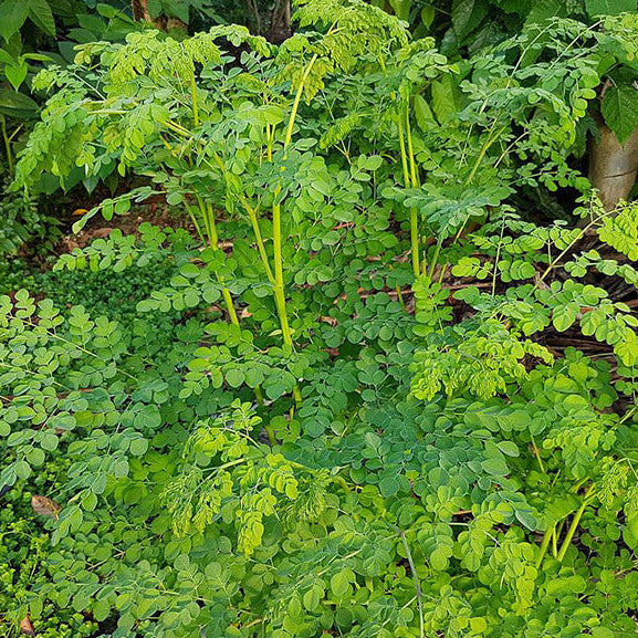 Horseradish Tree plant