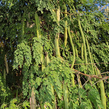 Horseradish Tree plant