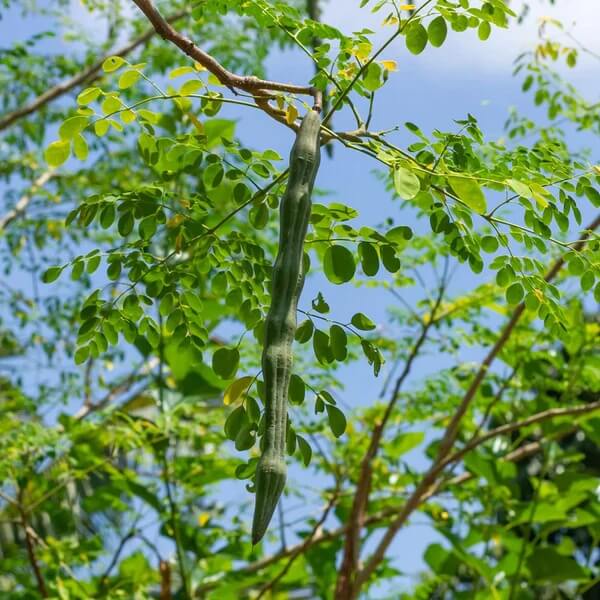 Horseradish Tree plant