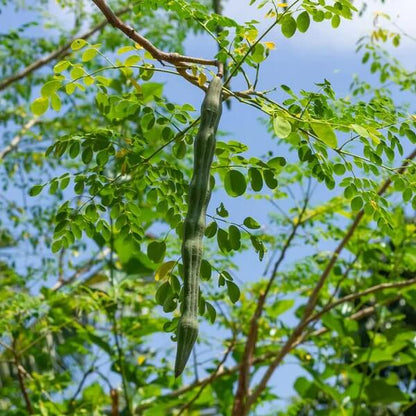 Horseradish Tree plant