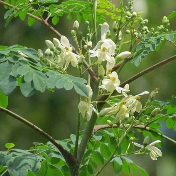 Horseradish Tree plant