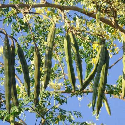 Horseradish Tree plant