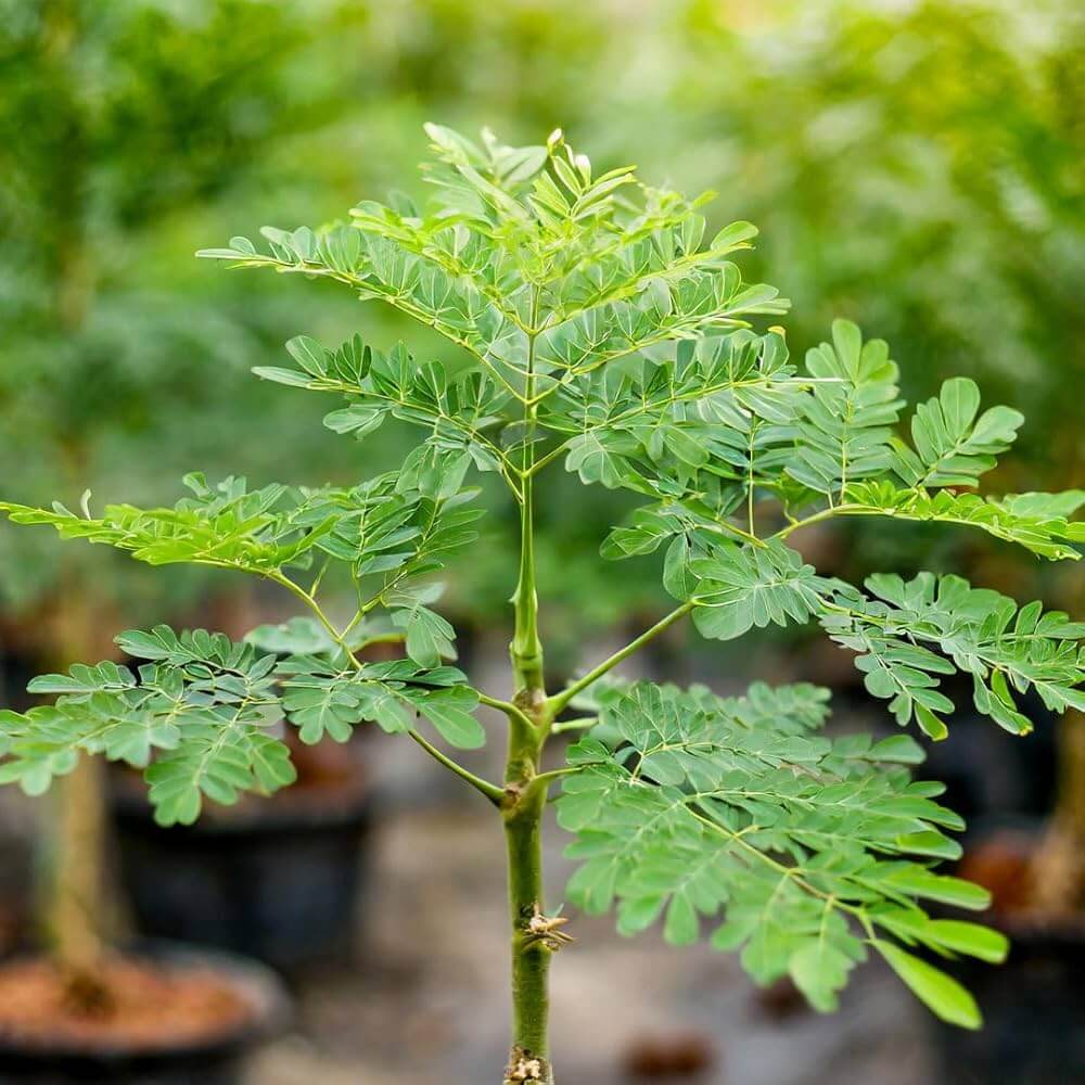 Horseradish Tree plant