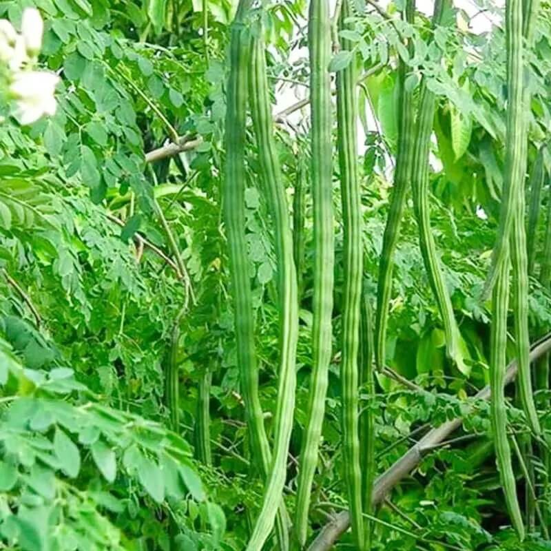 Horseradish Tree plant