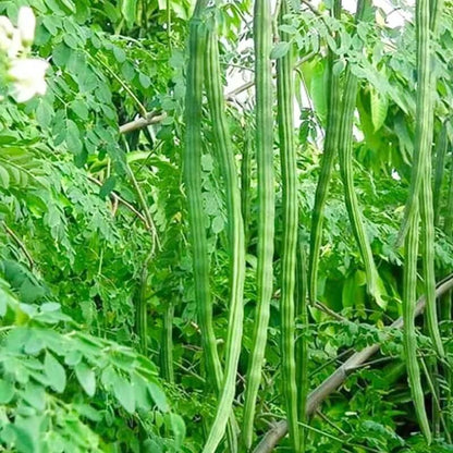 Horseradish Tree plant