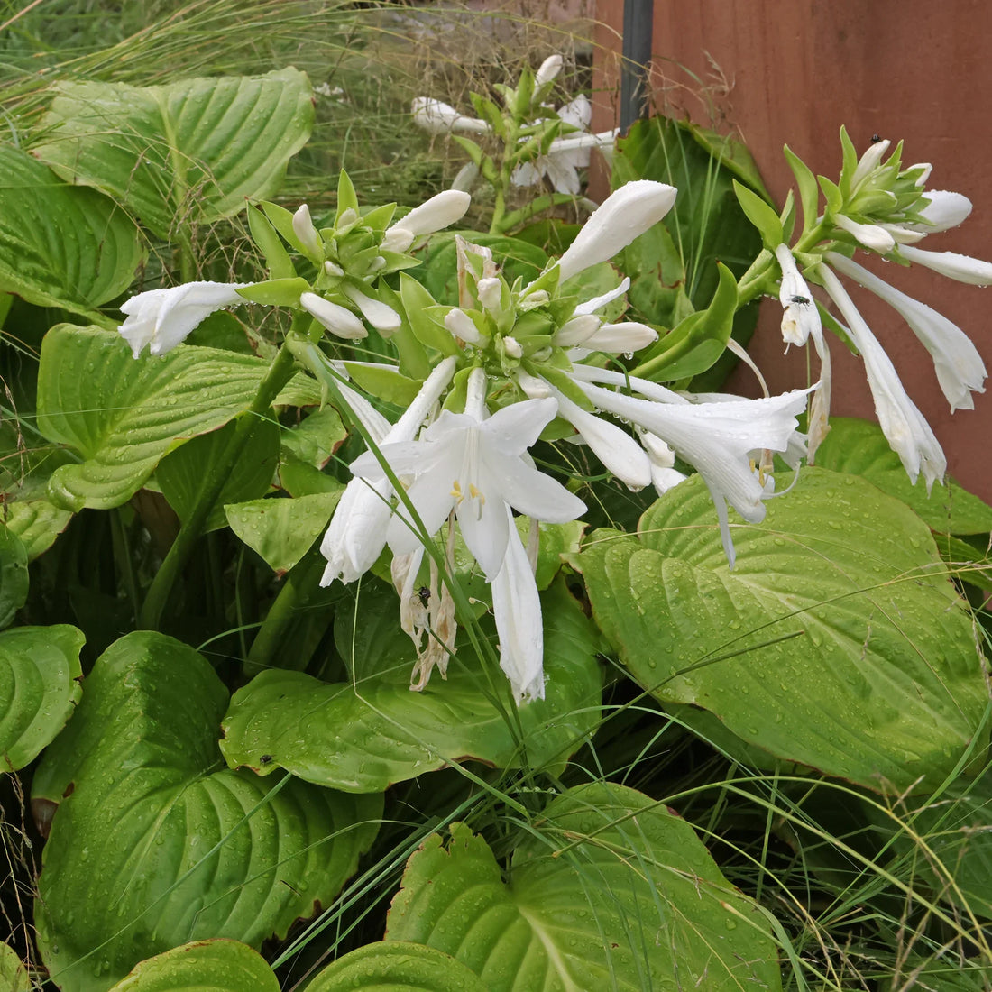 Hosta Lily flower seeds