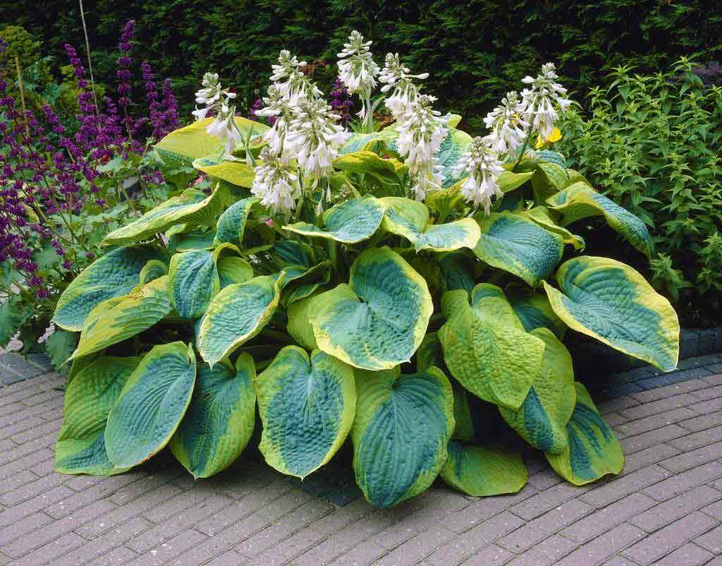 Hosta Plantain flower seeds