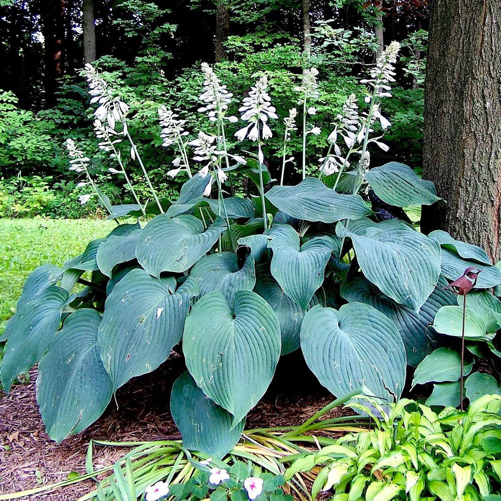 Hosta Perennial flower seeds