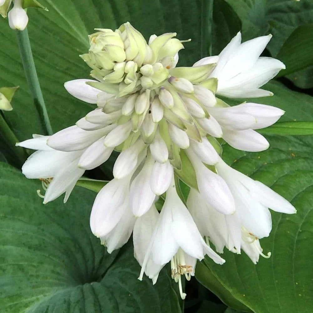 Hosta Lily flower seeds