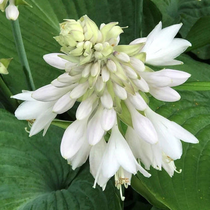 Hosta Lily flower seeds