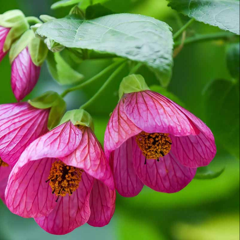 Pink Abutilon flower seeds
