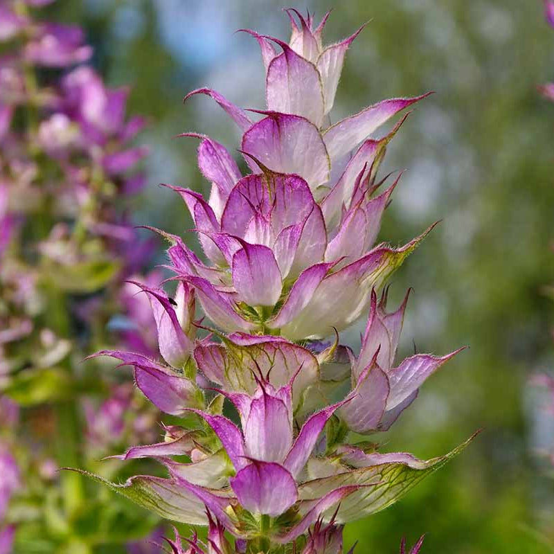 Aromatic Clary Sage plant
