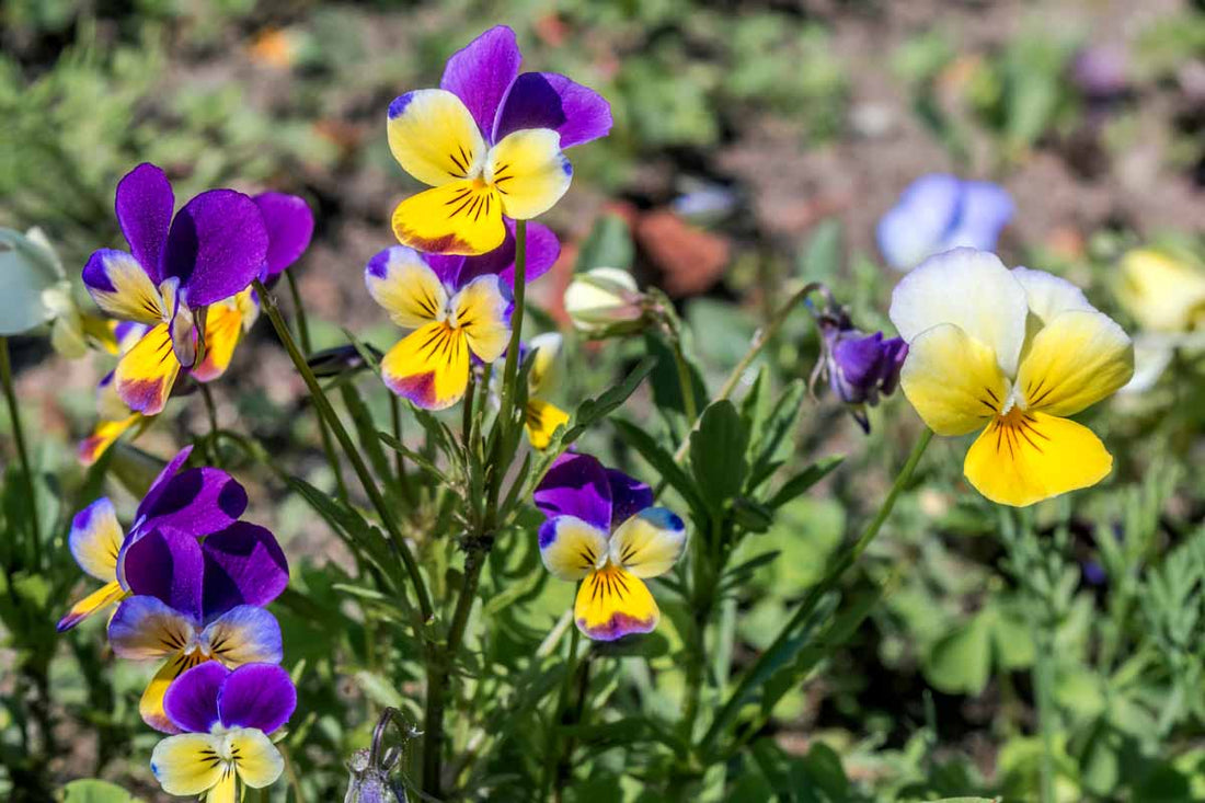 Johnny Jump flower seeds