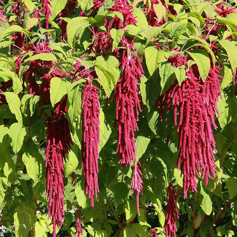 Love-Lies Amaranthus plant