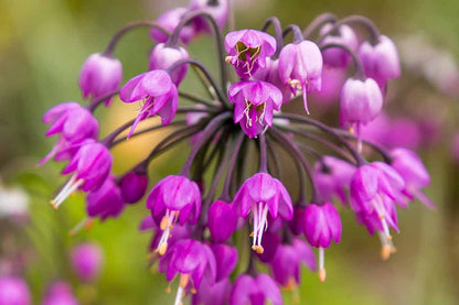 Graines de fleurs d'Allium cernuum violet pour plantation – Graines d'oignon penché ancien
