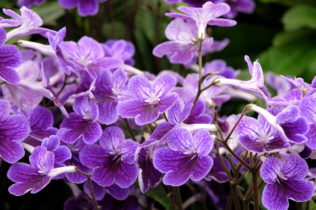 Cape Primrose flower seeds