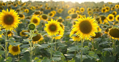 Yellow Sunflower flower seeds