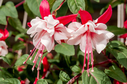 Fuchsia Flower Seeds for Planting – Heirloom Non-GMO Garden Seeds