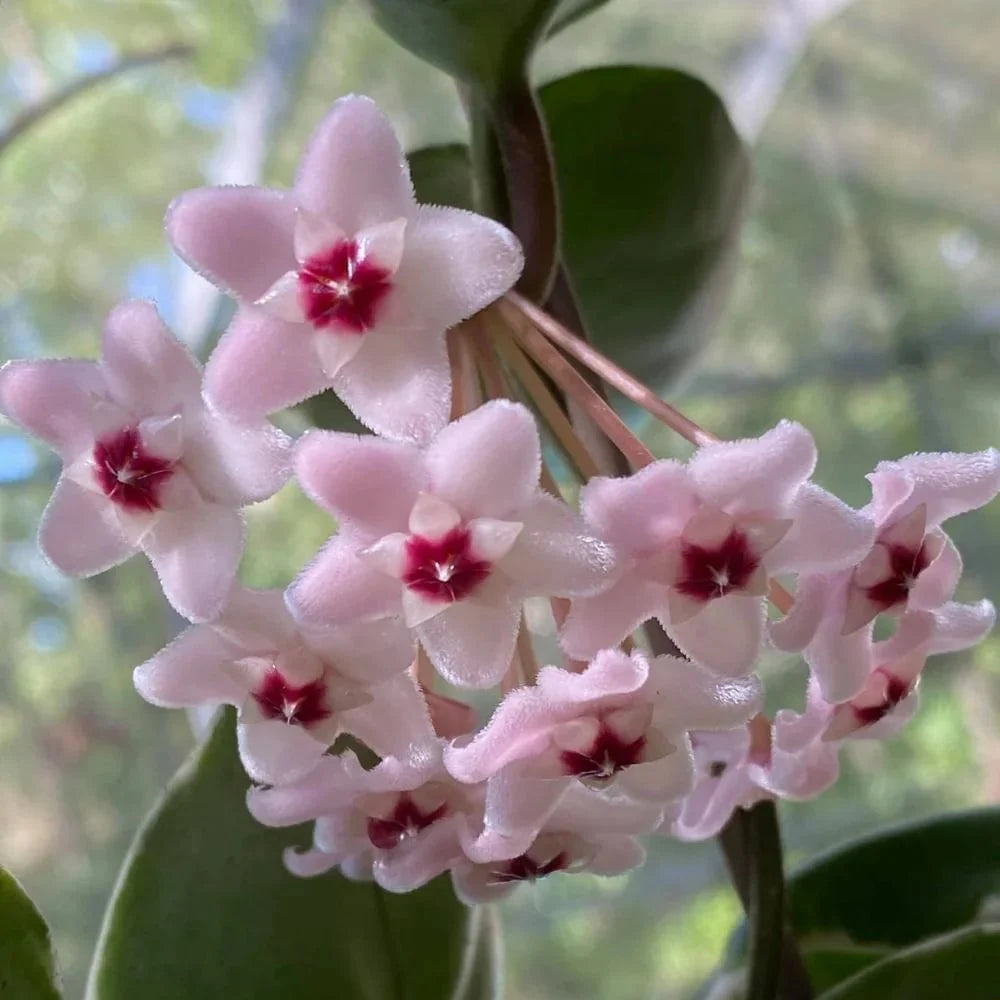 Cream Hoya flower seeds