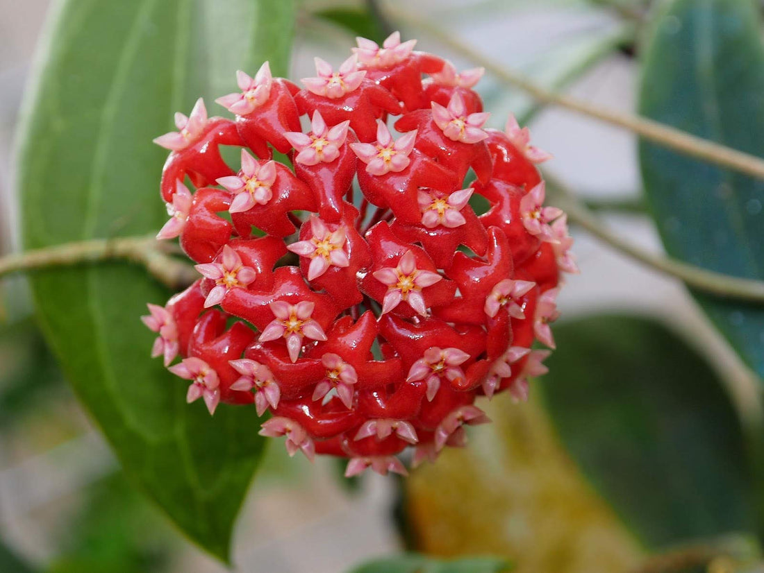 Hoya flower seeds
