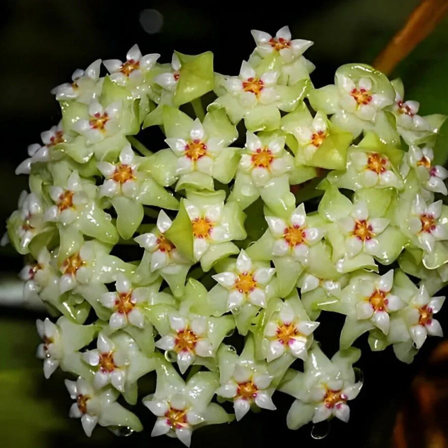 Green White flower seeds