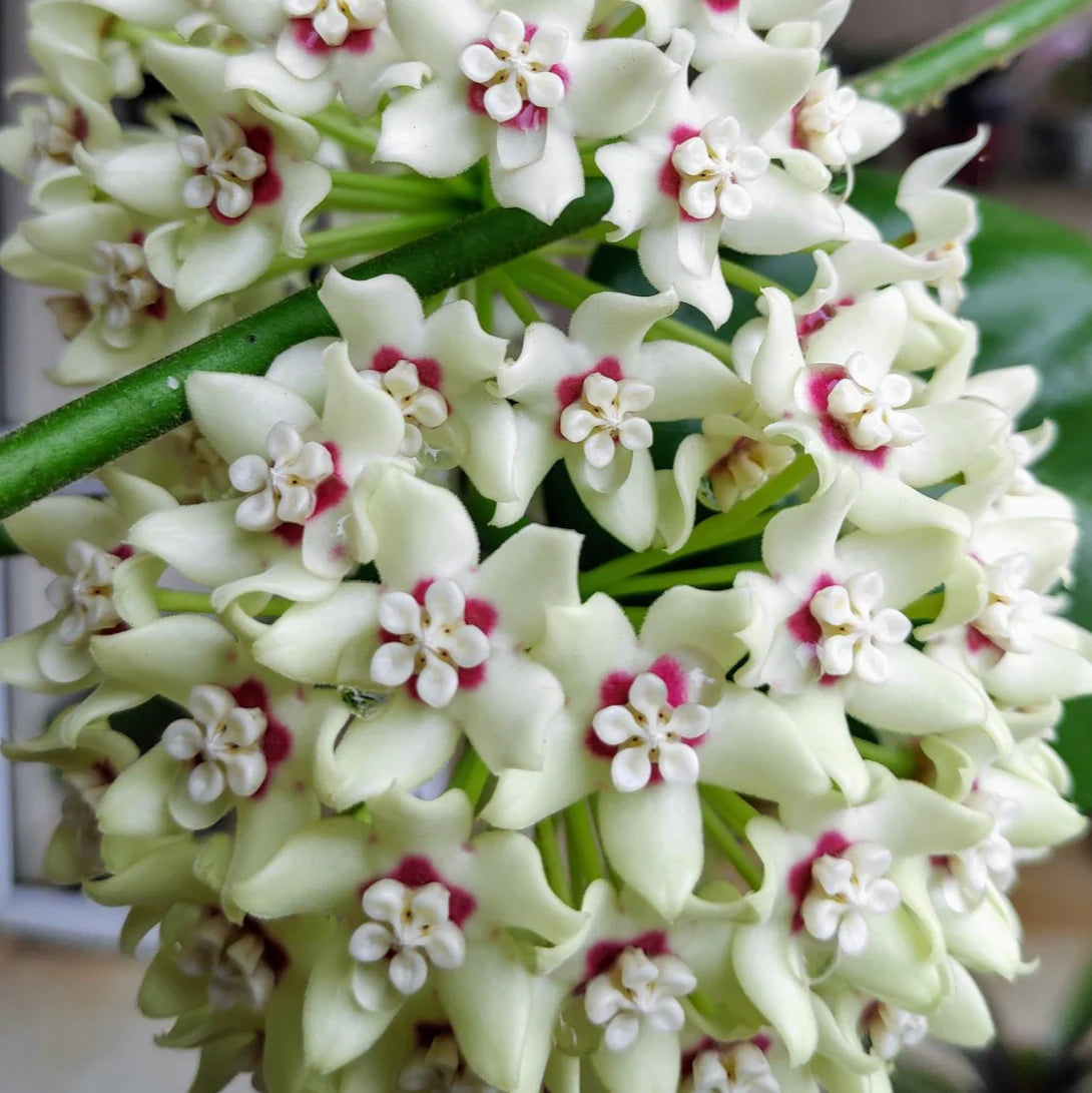 Dark Cream flower seeds