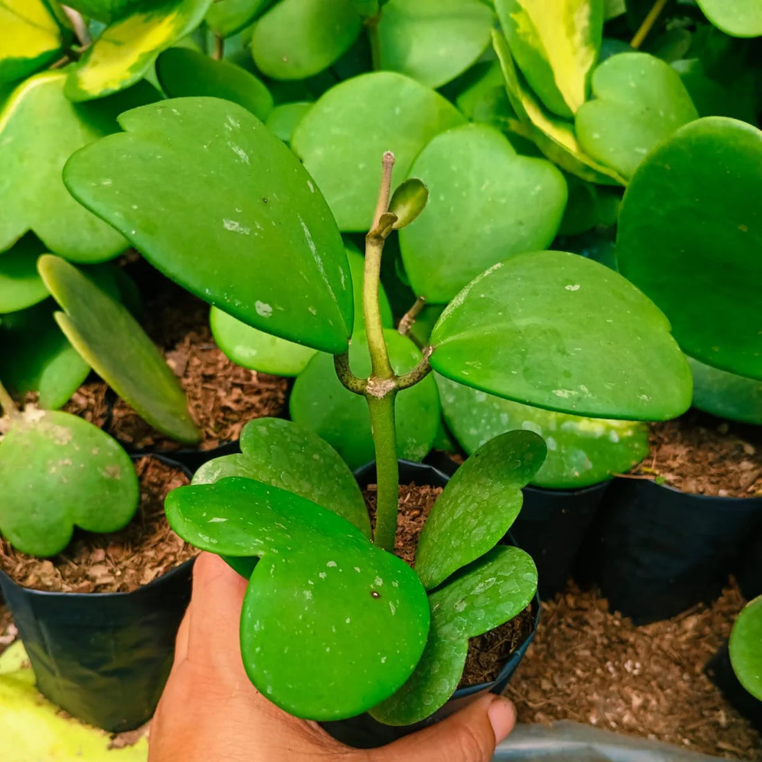 Green Hoya flower seeds