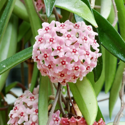 Baby Pink flower seeds