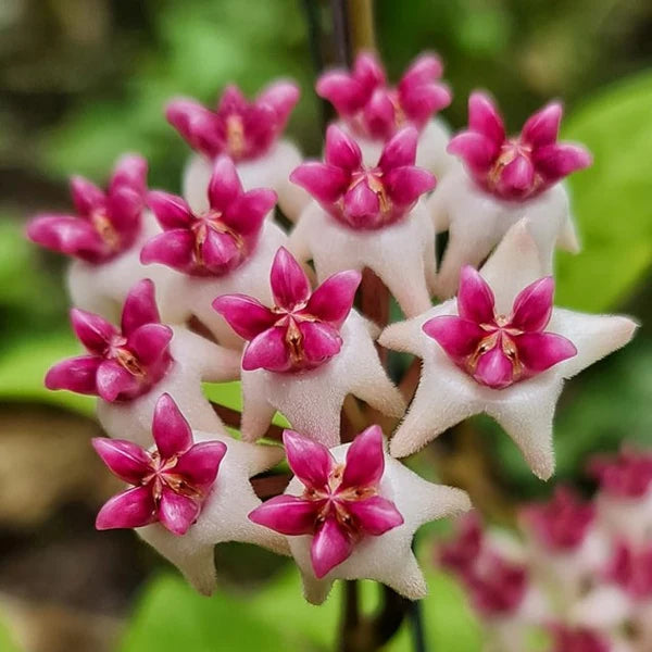 White Pink flower seeds