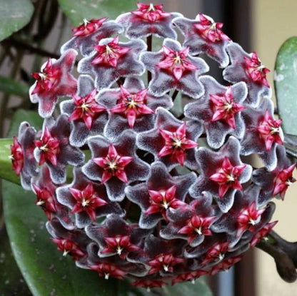Purple and White Hoya Flower Seeds for Planting – Heirloom Non-GMO Garden Seeds