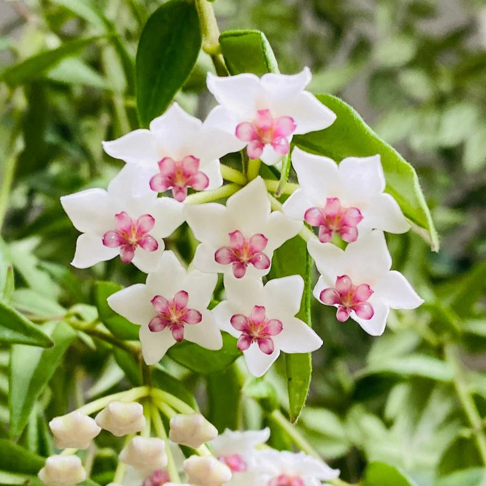 Hoya Bella flower seeds