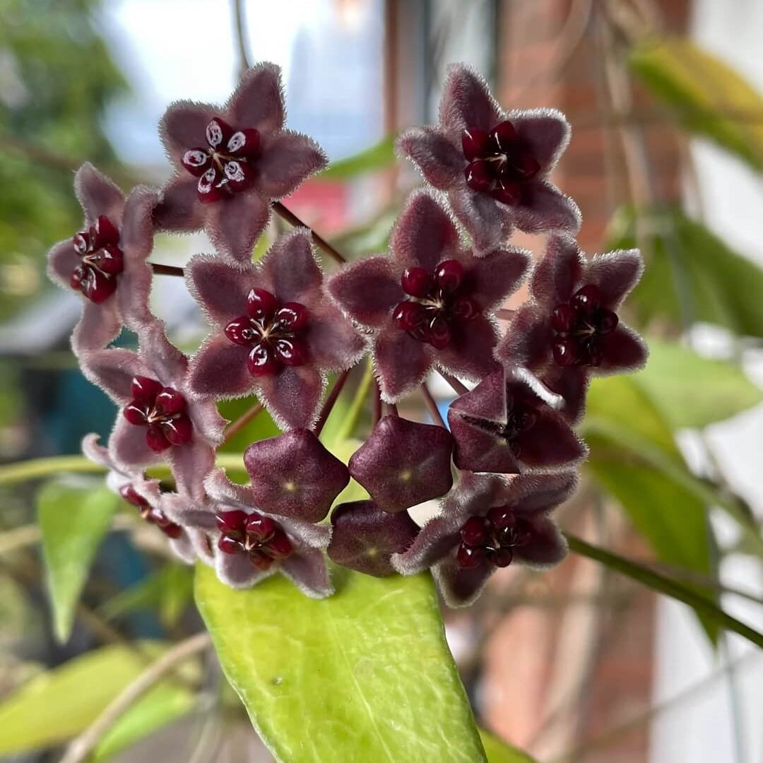Black Hoya plant