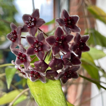 Black Hoya plant