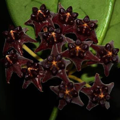 Black Hoya plant