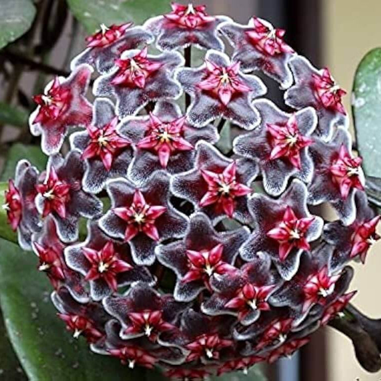 Black Red Hoya plant