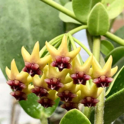 Blooming Hoya plant