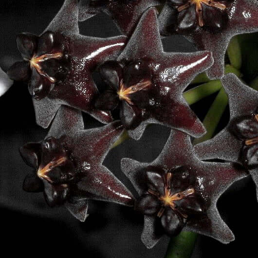 Black Hoya plant