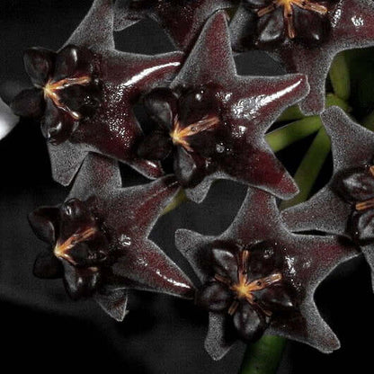 Black Hoya plant
