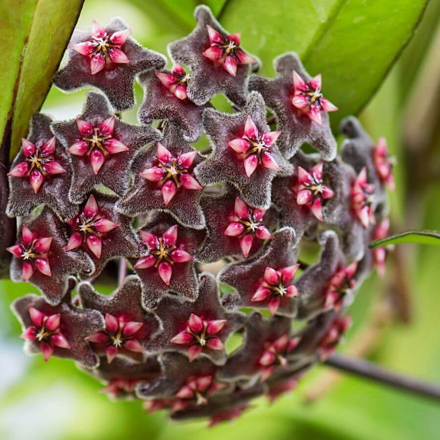 Black Red Hoya plant