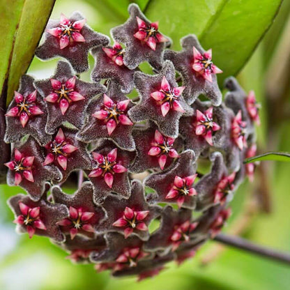 Black Red Hoya plant