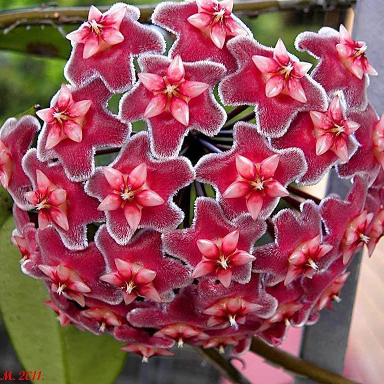Burgundy Hoya carnosa plant