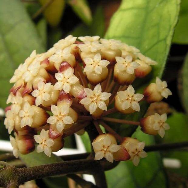 Cream Hoya carnosa plant
