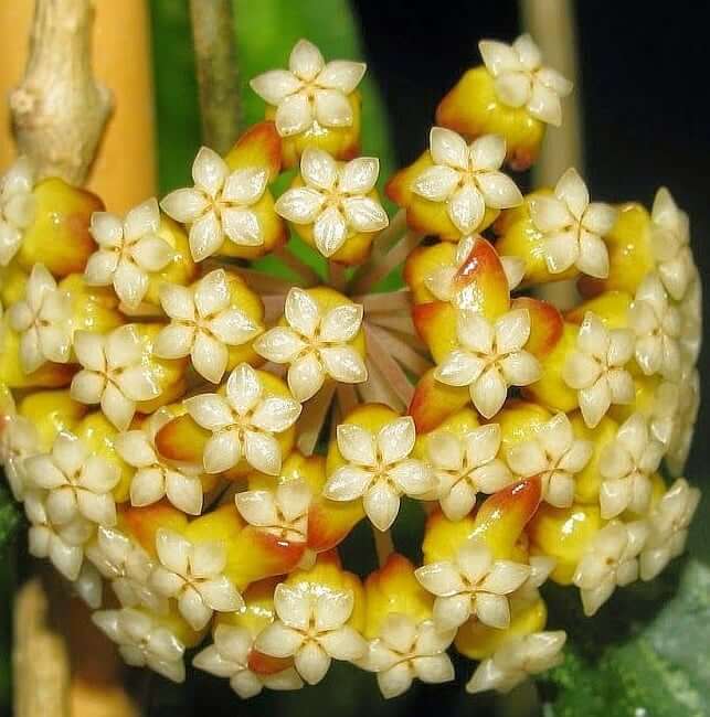 Cream Hoya carnosa plant
