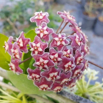 Burgundy Hoya carnosa plant