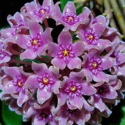 Violet Hoya flower seeds