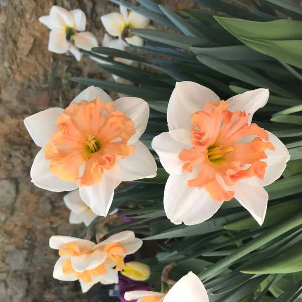 Peach Daffodil flower seeds